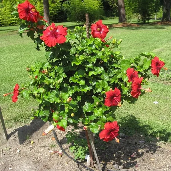 Red_Joba_Plant