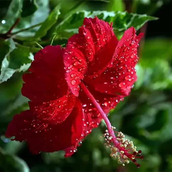 Red_Joba_Plant