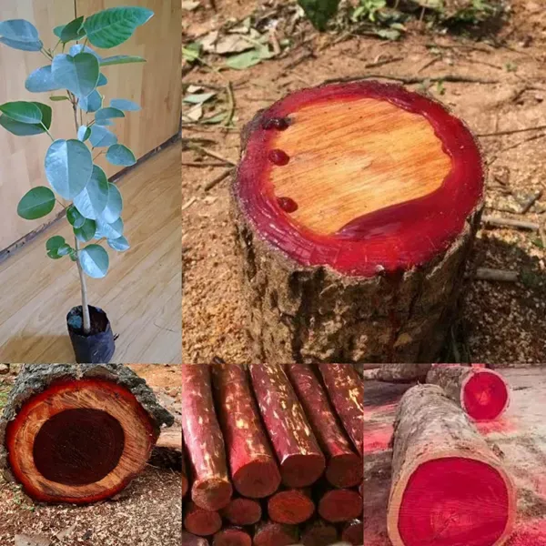 Rose_Variety_Red_Sandalwood_Plant