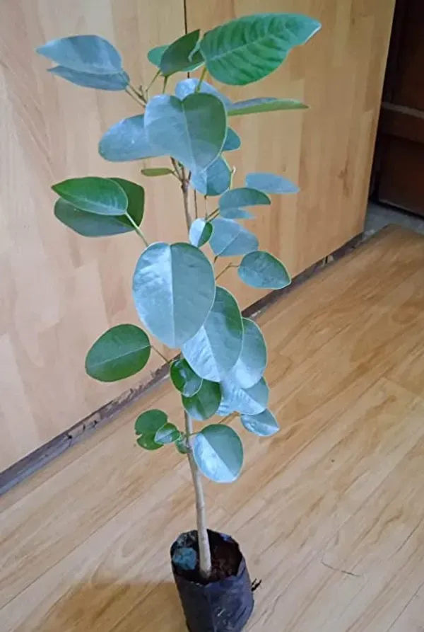 Rose_Variety_Red_Sandalwood_Plant