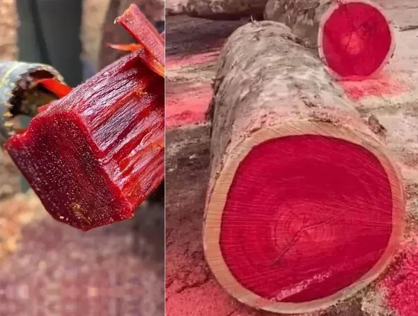 Rose_Variety_Red_Sandalwood_Plant