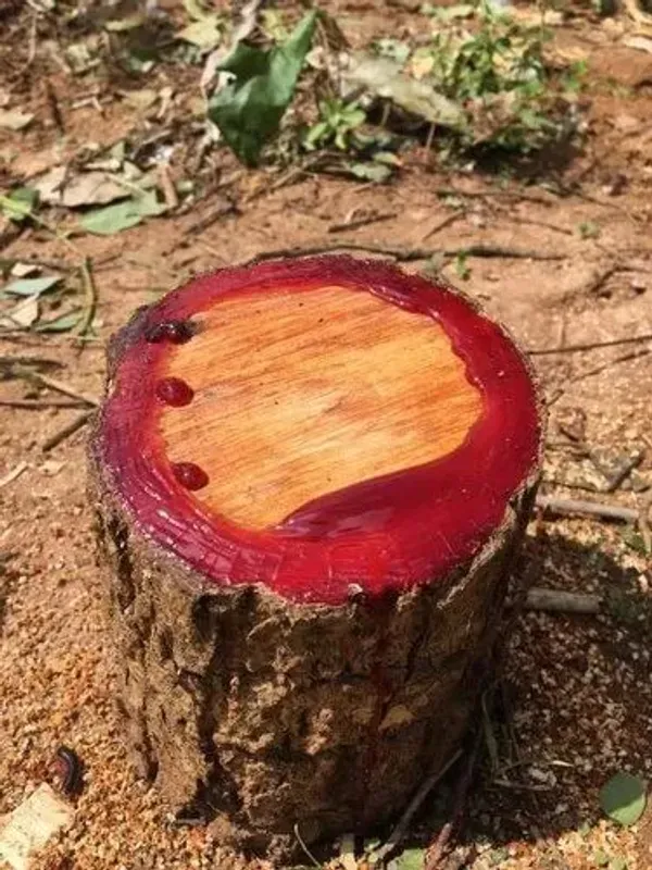 Rose_Variety_Red_Sandalwood_Plant