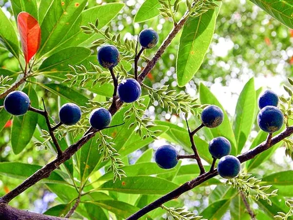 Rudraksha_Plant_Elaeocarpus_Ganitrus_Aakkam_1_Helathy_Plant