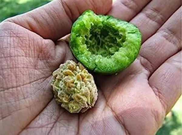 Rudraksha_Plant_Elaeocarpus_Ganitrus_Aakkam_1_Helathy_Plant
