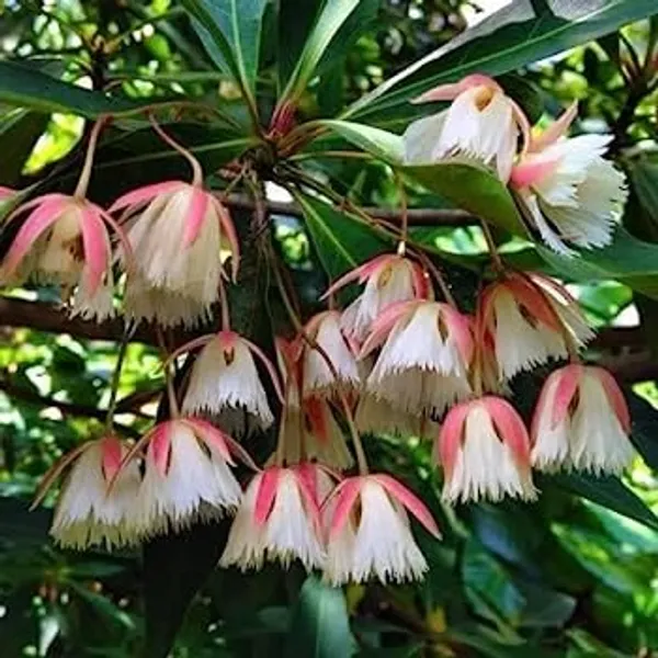 Rudraksha_Plant_Elaeocarpus_Ganitrus_Aakkam_1_Helathy_Plant