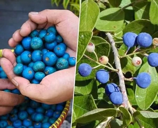 Rudraksha_Plant_Elaeocarpus_Ganitrus_Aakkam_1_Helathy_Plant
