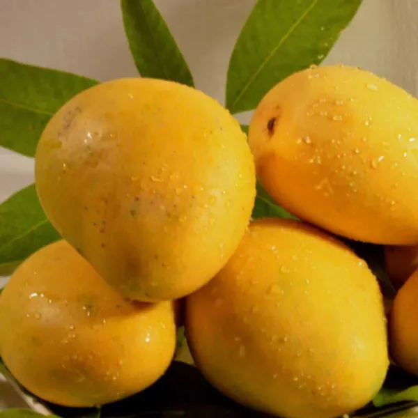 Mango_Plant__Plant,_Hybrid_Grafted_Plant,_Healthy_Outdoor_Plant_(Mango_Benishan)