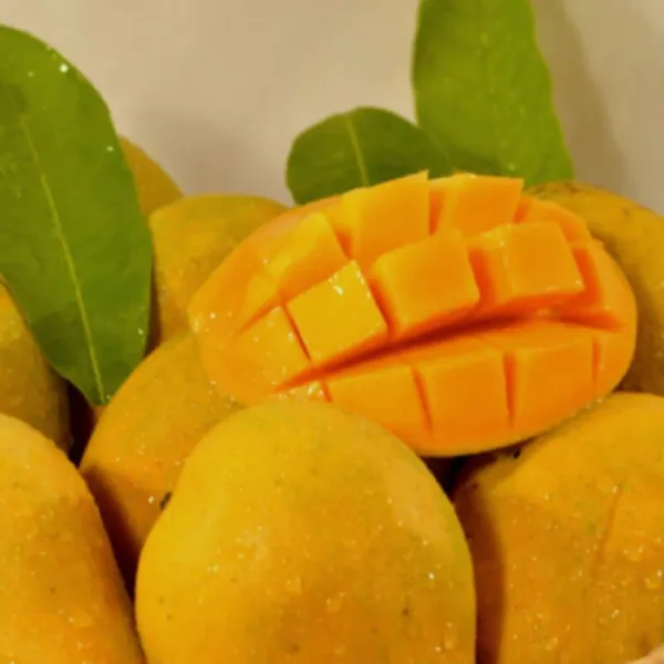 Mango_Plant__Plant,_Hybrid_Grafted_Plant,_Healthy_Outdoor_Plant_(Mango_Benishan)