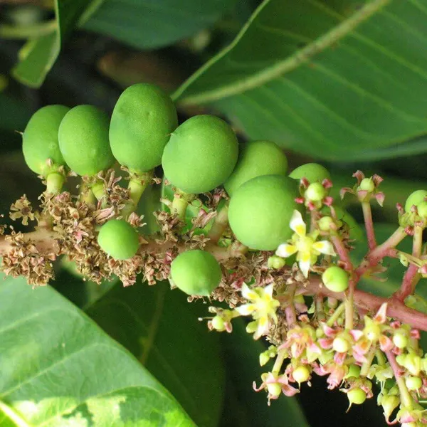 Mango_Plant__Plant,_Hybrid_Grafted_Plant,_Healthy_Outdoor_Plant_(Mango_Benishan)