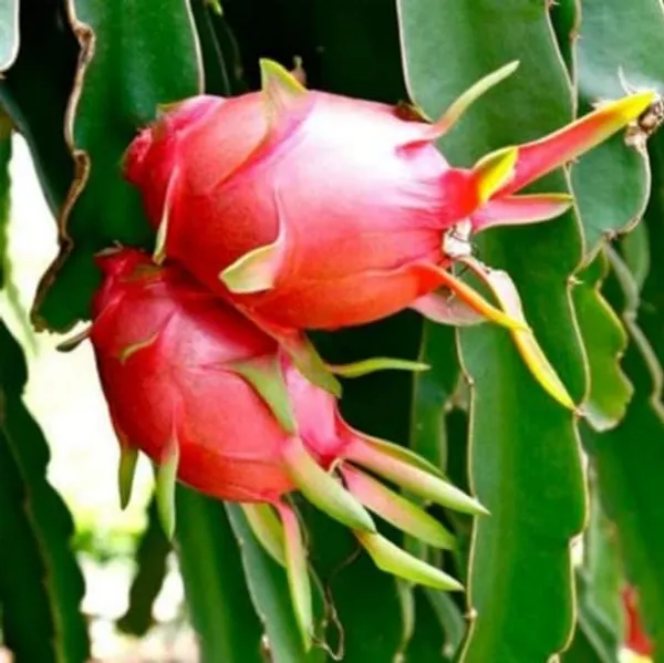 Red_Dragon_Plant_(Pack_Of_1)