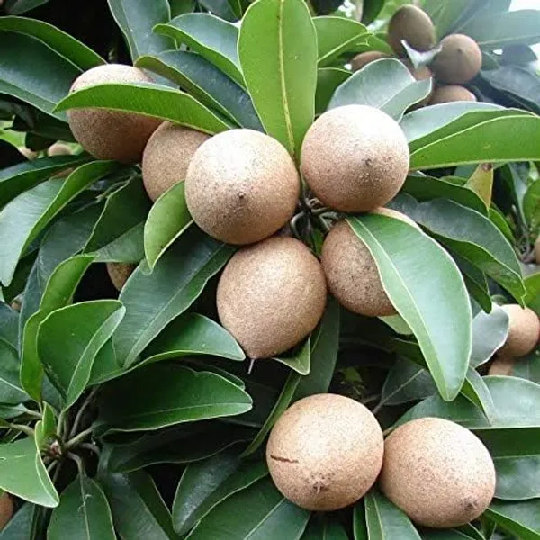 Grafted_Sweet_Seedless_Fruit_Plant_All_Time_Sapota_Chikoo_Manilkara_Zapota_Fragnant_Hybrid_Plants_Garden_Plant_For_Home_Garden