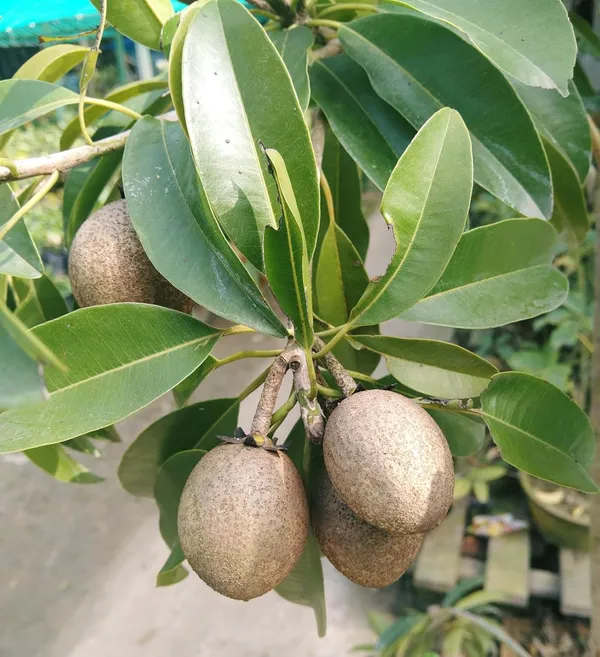 Grafted_Sweet_Seedless_Fruit_Plant_All_Time_Sapota_Chikoo_Manilkara_Zapota_Fragnant_Hybrid_Plants_Garden_Plant_For_Home_Garden