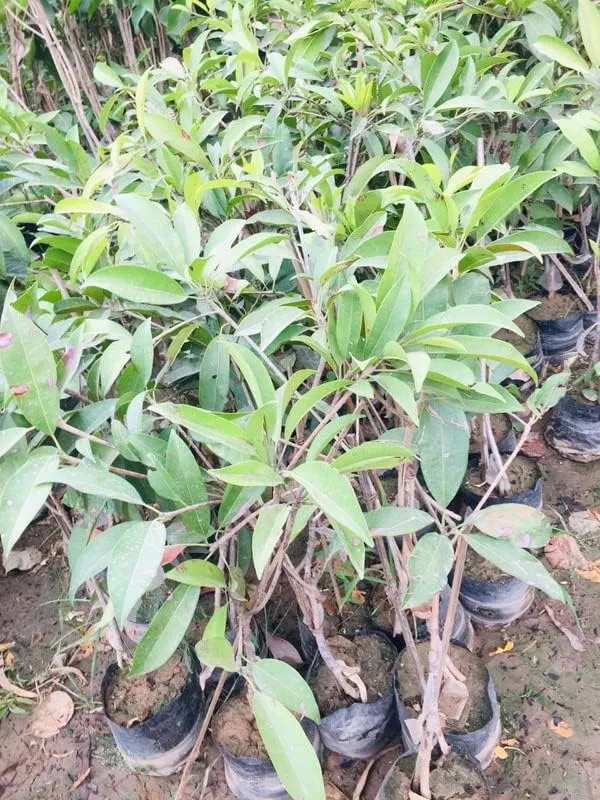 Grafted_Sweet_Seedless_Fruit_Plant_All_Time_Sapota_Chikoo_Manilkara_Zapota_Fragnant_Hybrid_Plants_Garden_Plant_For_Home_Garden