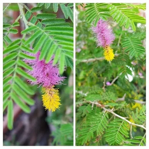 Shami_Banni_Tree_Sacred_Flowering_Medicinal_Tree_Without_Flower