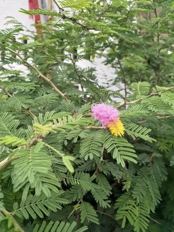Shami_Banni_Tree_Sacred_Flowering_Medicinal_Tree_Without_Flower