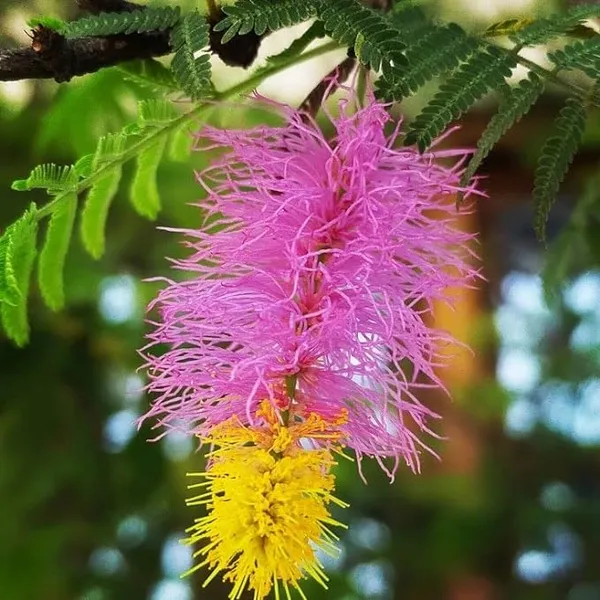 Shami_Banni_Tree_Sacred_Flowering_Medicinal_Tree_Without_Flower
