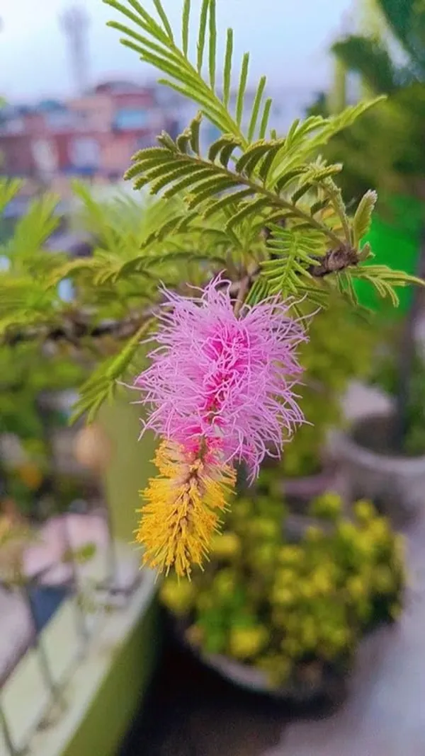 Shami_Banni_Tree_Sacred_Flowering_Medicinal_Tree_Without_Flower