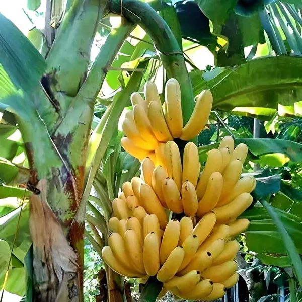 Singapuri_Variety_Banana_Fruit__Plants_&_Tree