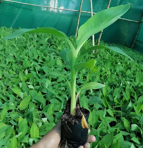 Singapuri_Variety_Banana_Fruit__Plants_&_Tree