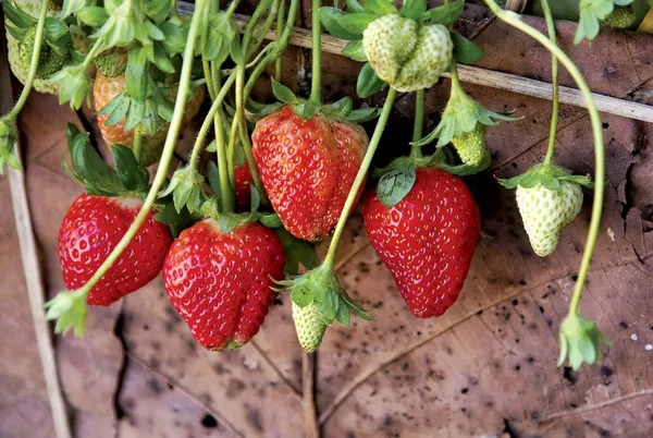 Selva_Strawberry_Delicious_Fruit_Plant_For_Home_&_Gardening_Plant_-_Healthy__Plant_-_Pack_Of_1