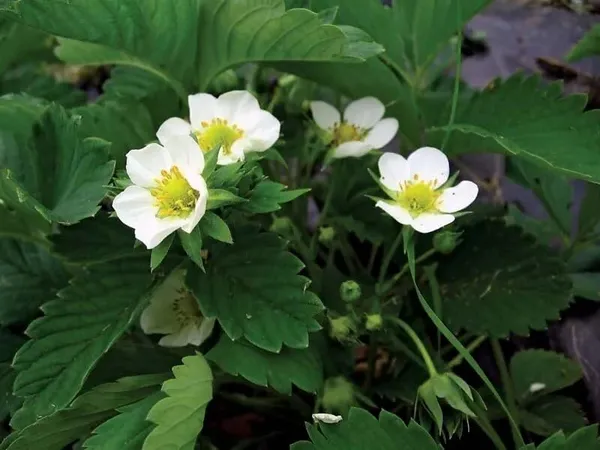 Selva_Strawberry_Delicious_Fruit_Plant_For_Home_&_Gardening_Plant_-_Healthy__Plant_-_Pack_Of_1
