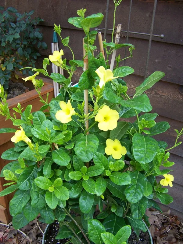 Yellow_Mandevilla_Flower_Plant