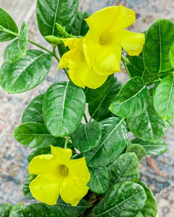 Yellow_Mandevilla_Flower_Plant