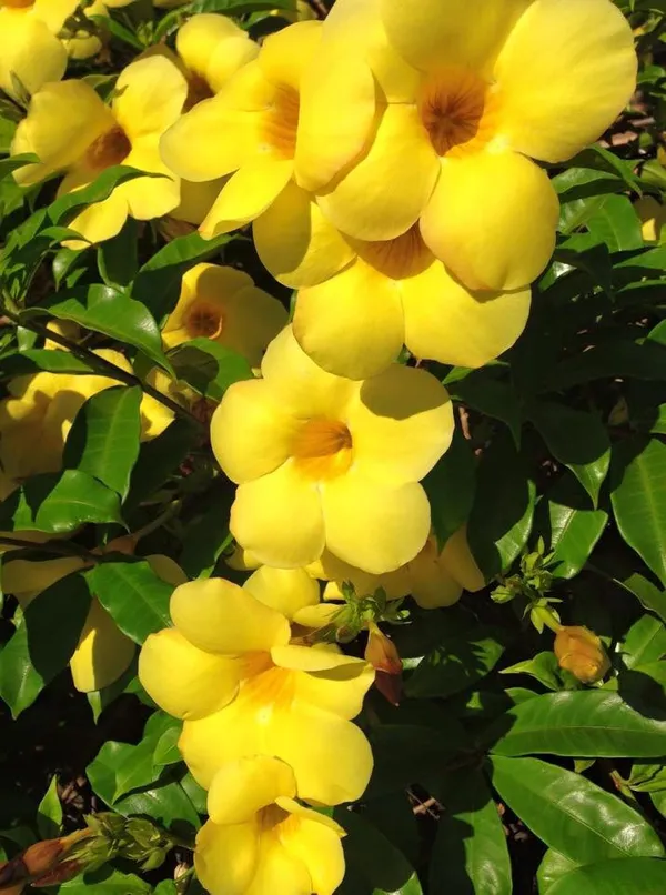 Yellow_Mandevilla_Flower_Plant