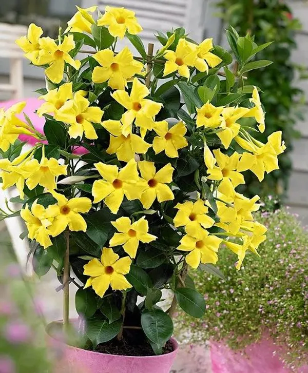 Yellow_Mandevilla_Flower_Plant