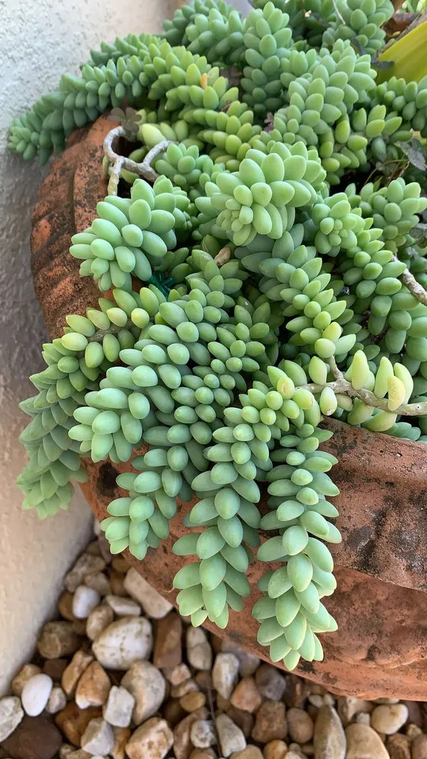 Succulent__Plant_Burro'S_Tail_-_Sedum