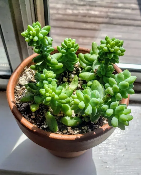 Succulent__Plant_Burro'S_Tail_-_Sedum