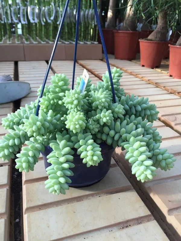 Succulent__Plant_Burro'S_Tail_-_Sedum