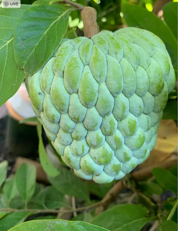 Sugar_Apple_Sweat_Annona_Squamosa_Atemoya_Custard_For_Grafting
