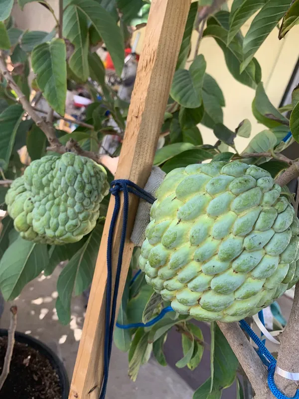 Sugar_Apple_Sweat_Annona_Squamosa_Atemoya_Custard_For_Grafting