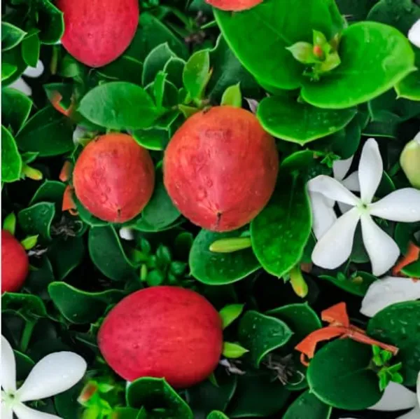 Sweet_Karounda_Fruit_Natal_Plum_Fruit__Plant_For_Home_Gardening_Outdoor__Plants