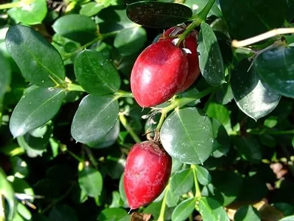 Sweet_Karounda_Fruit_Natal_Plum_Fruit__Plant_For_Home_Gardening_Outdoor__Plants