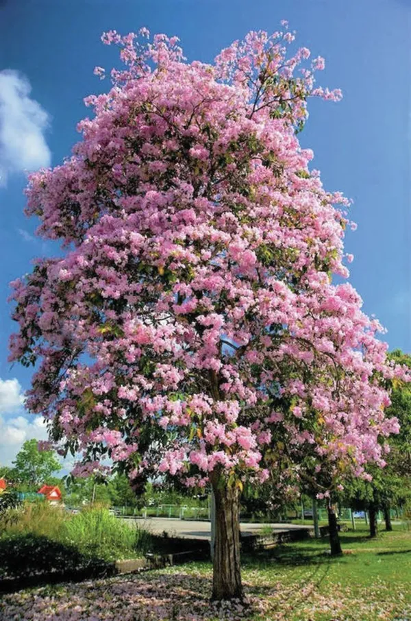 Tabebuia_Rosea_Flower_Plant_Beautiful_Tree_For_Its_Bright_Pink_Flowers.