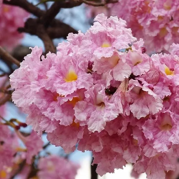 Tabebuia_Rosea_Flower_Plant_Beautiful_Tree_For_Its_Bright_Pink_Flowers.