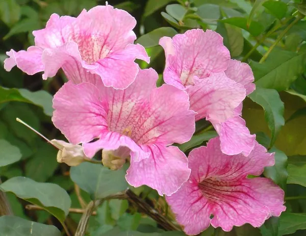 Tabebuia_Rosea_Flower_Plant_Beautiful_Tree_For_Its_Bright_Pink_Flowers.