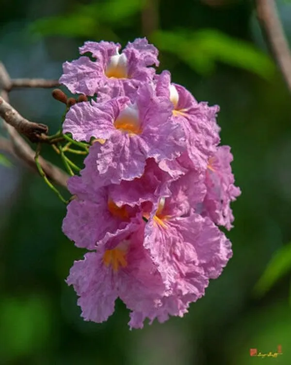 Tabebuia_Rosea_Flower_Plant_Beautiful_Tree_For_Its_Bright_Pink_Flowers.