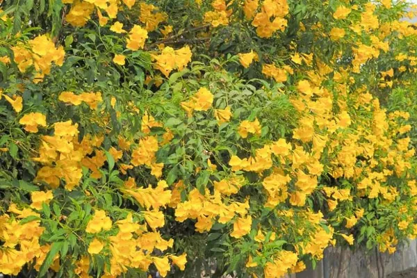Tackoma_Flower_(Yellow_Bells)