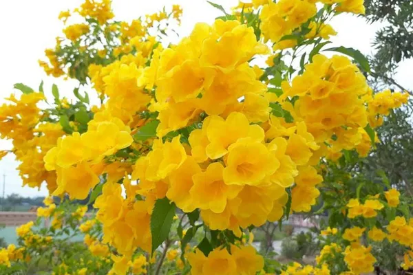 Tackoma_Flower_(Yellow_Bells)