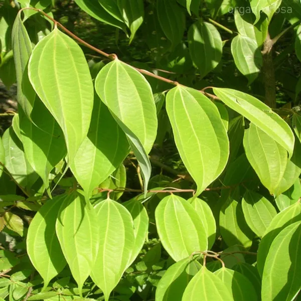 Tejpatta_Tejpatra/Indian_Bay_Leaves_-_Plant