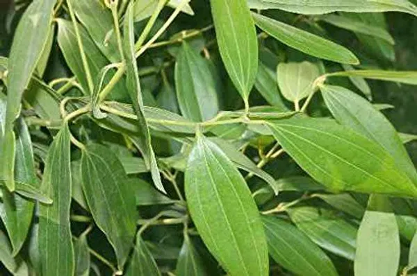 Tejpatta_Tejpatra/Indian_Bay_Leaves_-_Plant