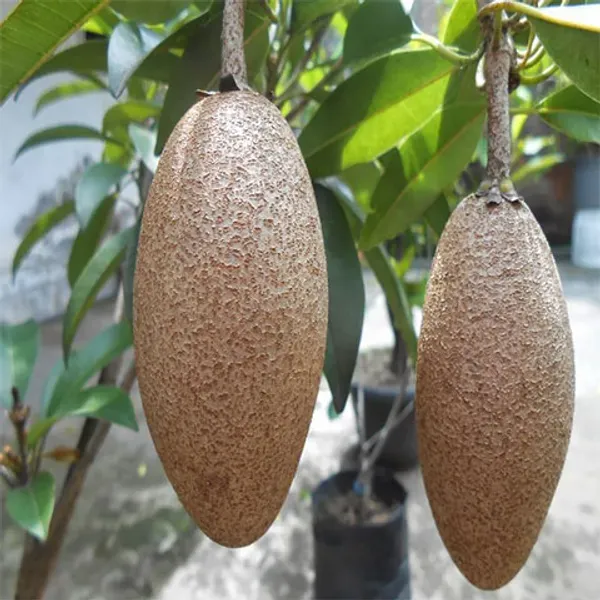 Thai_Banana_Long_Chikku/Sopota_Grafted_Fruit_Plant
