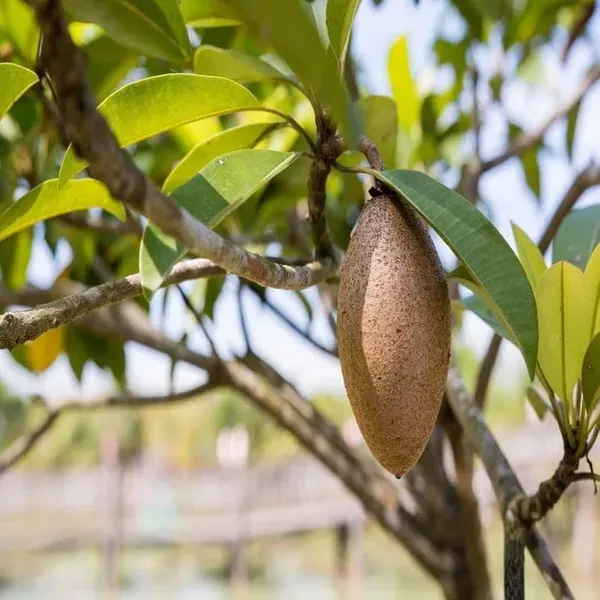 Thai_Banana_Long_Chikku/Sopota_Grafted_Fruit_Plant