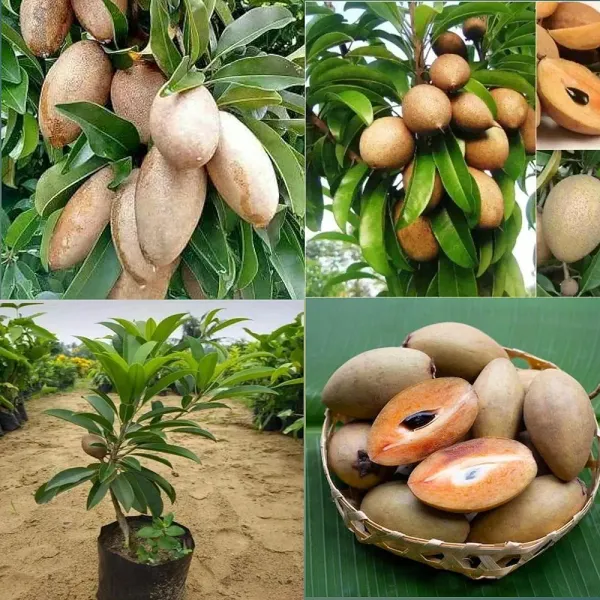 Thai_Banana_Long_Chikku/Sopota_Grafted_Fruit_Plant