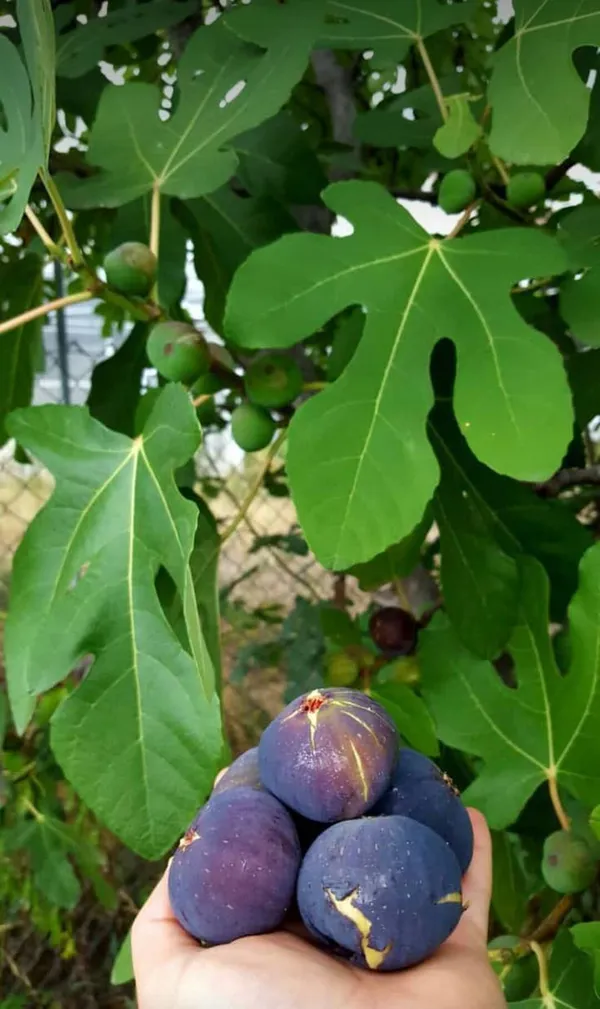 Thai_Five_Finger_Fig,Anjeer_Fruit_Plant