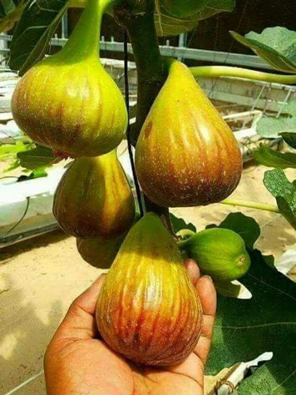 Thai_Five_Finger_Fig,Anjeer_Fruit_Plant