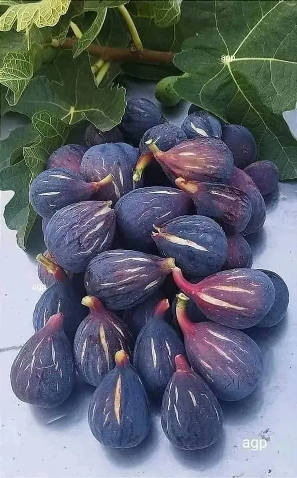 Thai_Five_Finger_Fig,Anjeer_Fruit_Plant